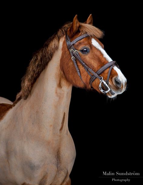 Pretty chestnut clipped. Chestnut Pony, Horse Clipping, Blue Roan, Appaloosa Horses, Chestnut Horse, Most Beautiful Horses, Appaloosa, Equine Photography, Horse Hair