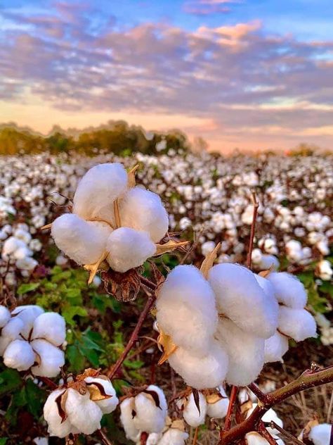 Cotton Field Photography, Alabama Photography, Cotton Plantations, Growing Cotton, Electric Box, Nature Art Drawings, Cotton Fields, Cotton Plant, Artwork Ideas