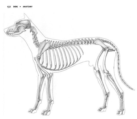 Dog Skeleton Anatomy, Dog Bones Drawing, Animal Skeleton Drawing, Dog Anatomy Drawing, Canine Anatomy, Creature Anatomy, Skeleton Anatomy, Skeleton Drawings, Dog Anatomy