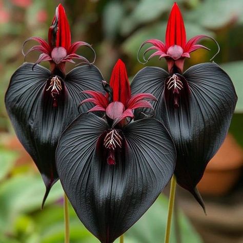 Black Bat Flower, Bat Flower, Farm Show, Cool Pencil Drawings, Flowers Petals, Unusual Flowers, Black Bat, Light Bright, Pretty Plants