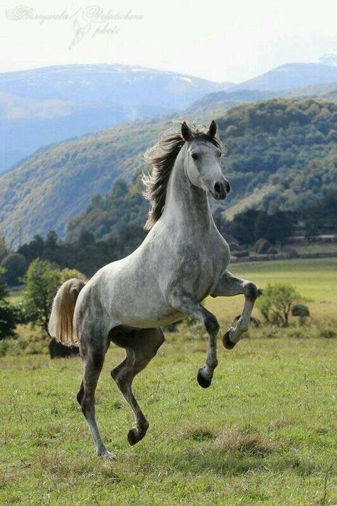 Horse Reference Poses, Horse Poses Reference, Dapple Grey Horses, Heavenly Creatures, Horses Art, Animal Reference, Enchanted Wood, Horse Wallpaper, Animal References