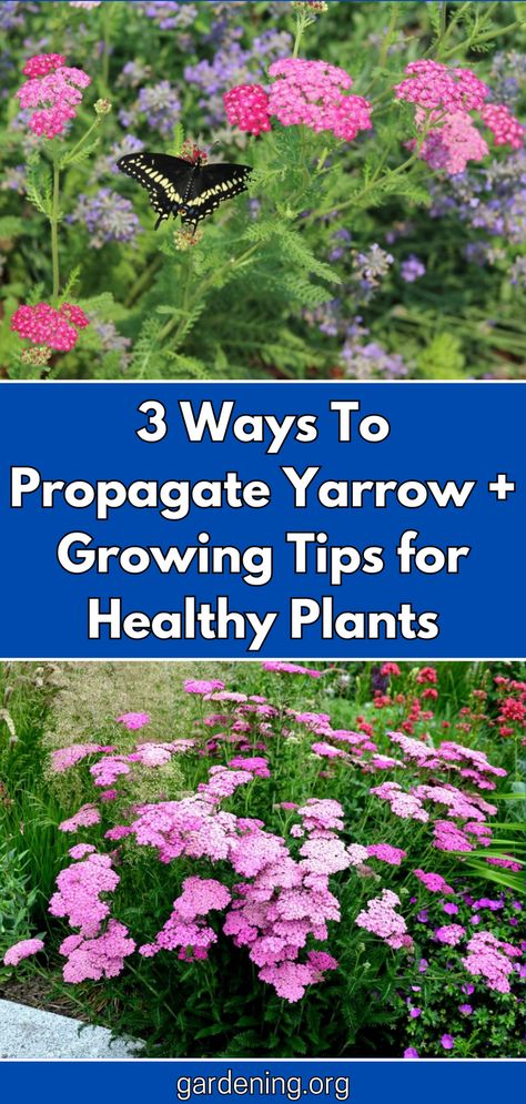 Yarrow Landscaping, Harvesting Yarrow, Yarrow Plant Benefits, Growing Yarrow, Yellow Yarrow Plant, Yarrow Spiritual Properties, Butterfly Magnets, Yarrow Plant, Roadside Stand