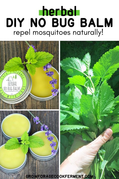 Medicinal Weeds, Diy Herbal Remedies, Herbal Remedies Recipes, Salve Recipes, Natural Mosquito Repellant, Herbal Salves, Mountain Rose Herbs, Healing Remedies, Herbal Recipes