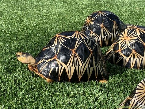 Hermanns Tortoise, Redfoot Tortoise, Yellow Footed Tortoise, African Sulcata Tortoise, Radiated Tortoise, Russian Tortoise, Sulcata Tortoise, Tortoise, Tennessee