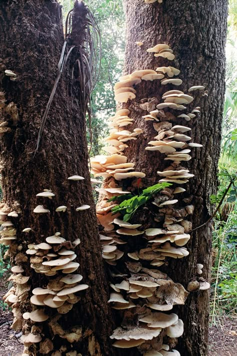 White oyster mushroom growing on cabbage tree Aspen Trees Photography, Tree Mushrooms, Plant Study, Mushroom Pictures, Plant Fungus, Mushroom Hunting, Mushroom Fungi, Tree Photography, Mushroom Art