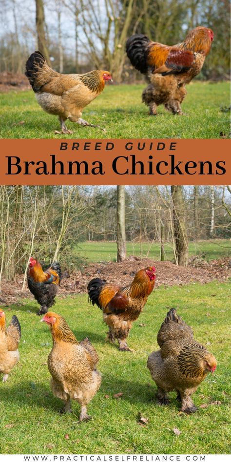 Brahma Chickens Breed Guide Big Chicken Breeds, Buff Brahma Chicken, Brahma Rooster, Light Brahma, Brahma Chicken, Meat Birds, Biggest Chicken, Backyard Chicken Farming, Egg Production