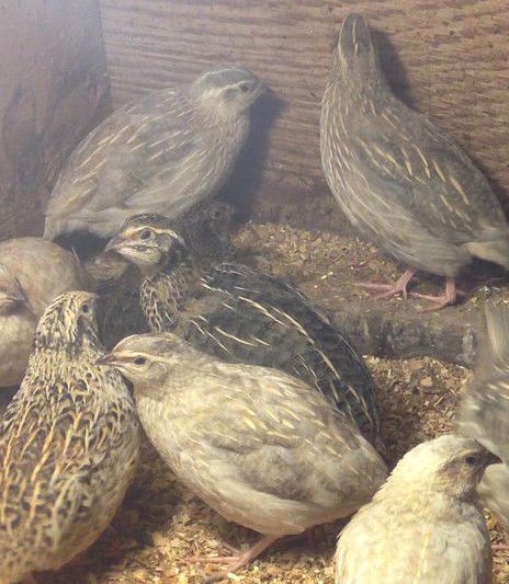 Coturnix Quail Coturnix Quail, Quails, Fat Bird, Homestead Farm, Hatching Eggs, Small Farm, Animal Sketches, Farm Gardens, Reptiles