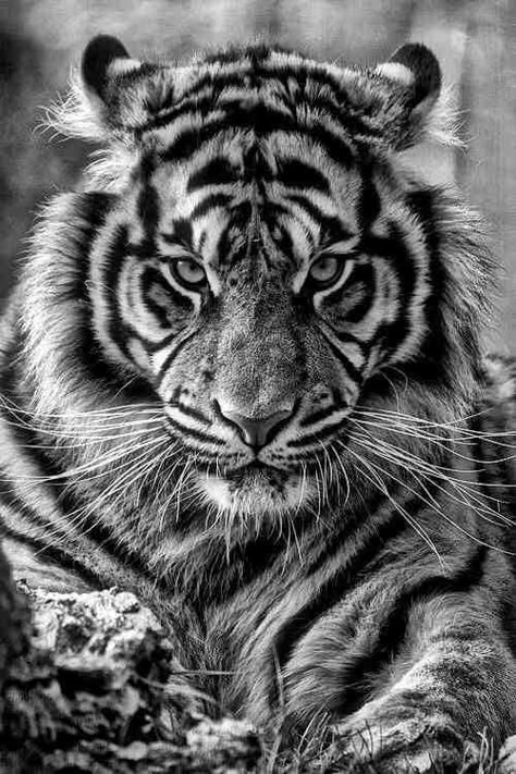 Tiger Fotografie, Tiger Wallpaper Iphone, White Tiger Tattoo, Tiger Photography, Tiger Images, Tiger Tattoo Design, Tiger Drawing, Beautiful Lion, Tiger Wallpaper