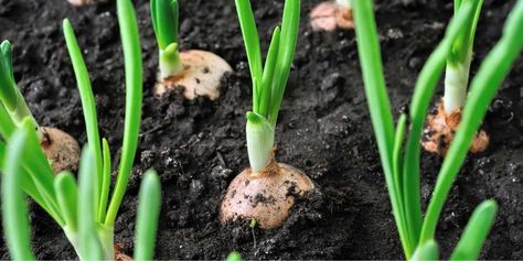 Tanaman Tomat, Grow Onions, Green Onions Growing, Growing Onions, Onion Bulbs, Bawang Bombay, Growing Bulbs, Planting Onions, Growing Greens