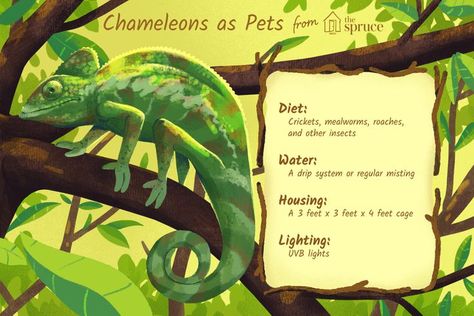 Types Of Lizards, Chameleon Food, Chameleon Terrarium, Chameleon Enclosure, Pet Chameleon, Chameleon Care, Panther Chameleon, Odd Animals, Veiled Chameleon