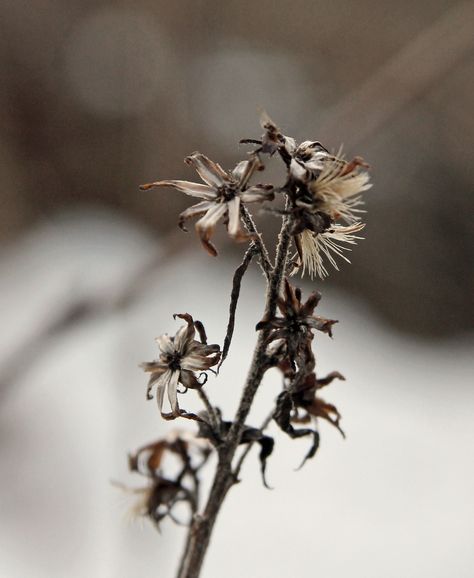 Dead flowers | ingaphotography Dead Plants Aesthetic, Dead Flowers, Plants Aesthetic, Lost Garden, Growth And Decay, Botanical Tattoo, Plant Aesthetic, Aesthetic Gif, Natural Forms