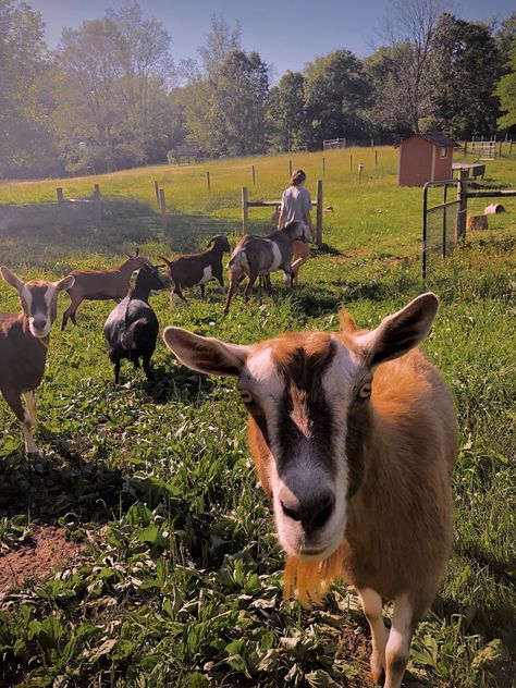 farm goats Goats On Farm, Goats On A Farm, Goat Farm Aesthetic, Beautiful Farms, Farm Goats, Goat Life, Farm Aesthetic, Backyard Flowers Garden, Big Farm