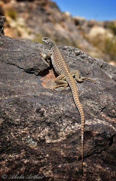 Desert Iguana, Desert Lizards, Sonoran Desert, The Dark Artifices, Super Cute Animals, Reptiles And Amphibians, Weird Animals, Breaking Bad, Animals Of The World