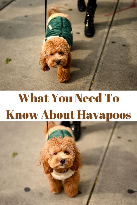 Known as the Havadoodle or Havanoodle, the Havapoo is a mix between the Havanese and the Standard Poodle. Since the Havapoo is partially Poodle, many dog enthusiasts describe them appearing teddy bear-like. They might appear small and shy, but Havapoos are quite companionable dogs. With the traits passed down from its parents, it’s no wonder why they make the perfect addition to a family-like environment. #Havapoo #Havanese #Cutedog Havanese Poodle, Havapoo Haircuts, Havanese Poodle Mix Puppies, Short Hair Havanese Dogs, Havapoo Puppies, Brown Havanese Dogs, Havanese Dogs Full Grown, Poodle Mix Puppies, Puppy Facts