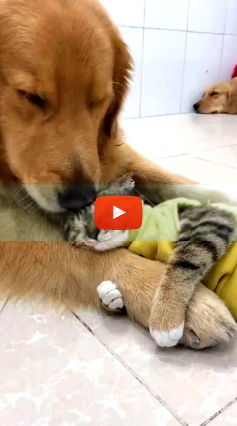 + +Dog Funny | Dog Cute videos | Dog Funny Videos Check more at https://an-coool.com...