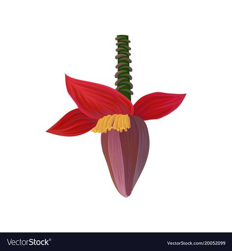 Colorful Graphic Design, Banana Blossom, Banana Flower, Flower Vector, Graphic Design Elements, New Fruit, Sunflower Wallpaper, Banana Tree, Tree Illustration