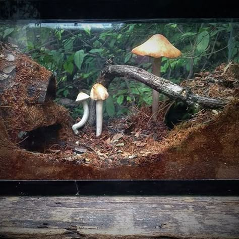 Tarantula Enclosure Ideas Diy, Snail Vivarium, Snake Inclosers Ideas, Toad Enclosure, Bioactive Tarantula Enclosure, Curly Hair Tarantula Enclosure Ideas, Isopod Enclosure, Pet Spider Enclosure, Curly Hair Tarantula Enclosure