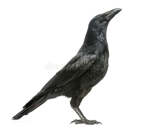 Crow Photography, Crow Pictures, Crow Photos, Crows Drawing, Carrion Crow, Crow Bird, Crows Ravens, British Wildlife, Halloween Painting