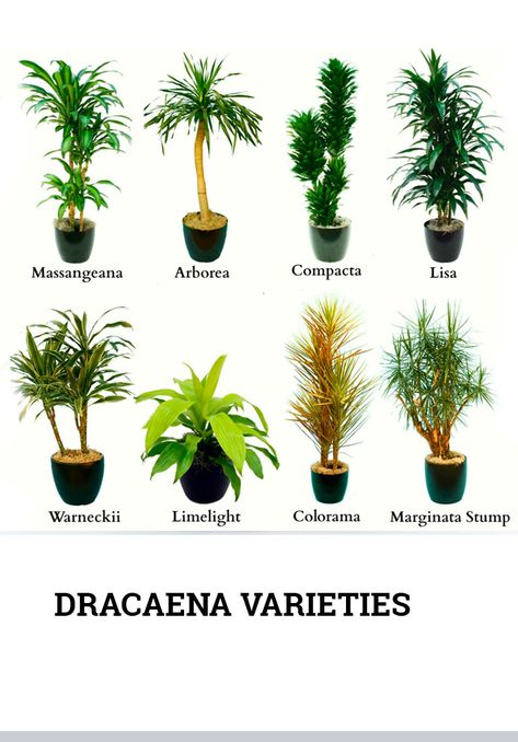 Indoor Plants Names, Different Types Of Plants, Common House Plants, Dracaena Plant, Household Plants, Corn Plant, Plant Catalogs, Plant Identification, Bamboo Plants