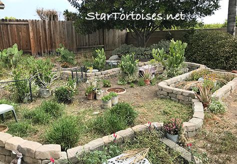 Tortoise Habitat Outdoor, Desert Tortoise Habitat, Large Tortoise Habitat Outdoor, Desert Tortoise Habitat Outdoor, Tortoise Enclosure Outdoor, Desert Tortoise Enclosure Outdoor, Large Sulcata Tortoise Habitat Outdoor, Arizona Desert Tortoise Habitat, Russian Tortoise Habitat Outdoor