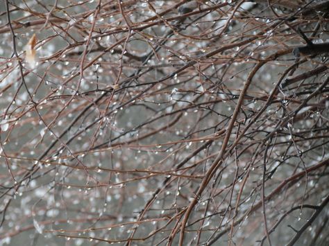 Frozen rain. Frozen Rain, Frozen, Photographer, Photography