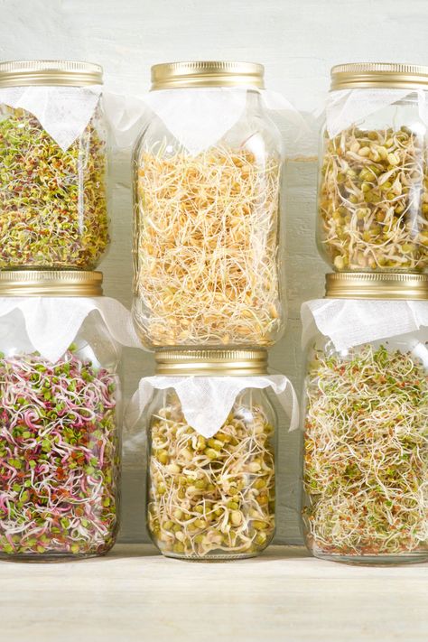 How To Grow Sprouts, Grow Sprouts, Growing Sprouts, Alfalfa Sprouts, Broccoli Seeds, Broccoli Sprouts, Growing Microgreens, Sprouting Seeds, Bean Seeds