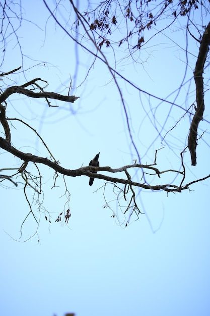 Tree Branches Photography, Birds On A Branch, Bare Tree, Bird On Branch, Tree Silhouette, Day And Time, Tree Branch, Mobile Photography, Vector Photo