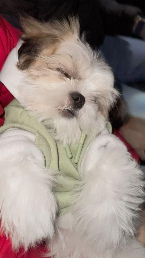 Shih tzu #shihtzu #puppy #puppies Shih Tzu, Small Dogs, Cute Dogs, Puppies, Dogs