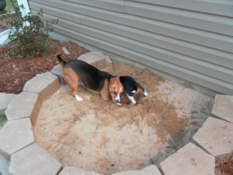 Have dogs that dig? Build them their own sandbox! Safely let them ... Sand Boxes, Playground Sand, Backyard Dog Area, Dog Friendly Garden, Dog Friendly Backyard, Digging Dogs, Dog Backyard, Dog Yard, Dog Playground