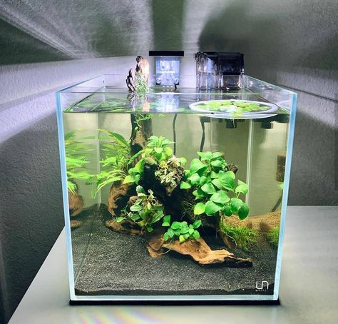 Low Tech Aquascape, Shallow Aquascape, Fluval Flex Aquascaping, Cube Aquarium Aquascape, Fluval Chi Aquascape, Aqua Scape, Fish Aquarium Decorations, 2.5 Gallon Aquascape, Nano Aquarium