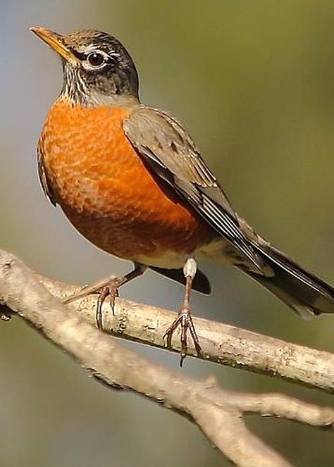 Eagle Paintings, American Robin Bird, Robin Bird Tattoos, American Robin, Bird Photos, Robin Bird, Bird Silhouette, Bird Wallpaper, Backyard Birds