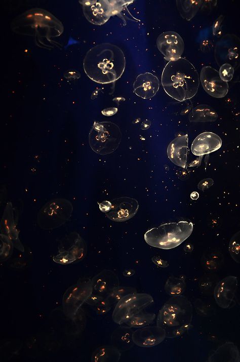 Jellyfish | JPG.RAW | Flickr 헬로키티 배경화면, Baba Jaga, Fotografi Vintage, Wallpaper Tumblr, Macbook Wallpaper, 판타지 아트, Nature Aesthetic, Blue Aesthetic, Aesthetic Iphone Wallpaper