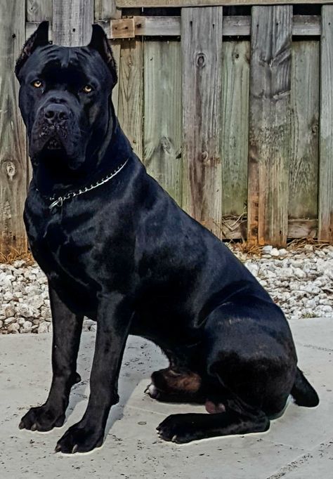 Beautiful one-year-old Cane Corso King Corso Dog, Black Cane Corso, Cane Corso Dog Breed, Cane Corso Mastiff, Cane Corsos, Cane Corso Puppies, Big Dog Breeds, Cane Corso Dog, Corso Dog