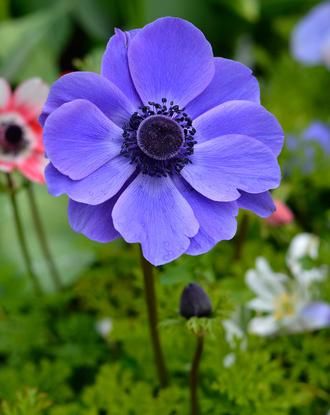 Anemone de Caen Mr. Fokker White Poppy, Anemone Flower, Fall Plants, Bulb Flowers, Bougainvillea, Jolie Photo, Sleeve Tattoo, Exotic Flowers, Purple Flower