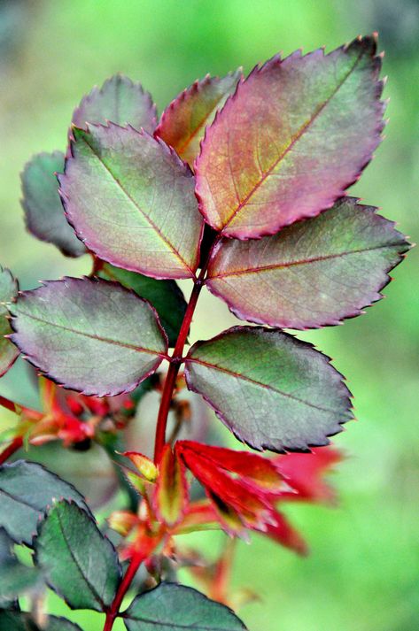 Leaf Photography, Flower Sleeve, Camera Digital, Lovely Flowers Wallpaper, Miniature Plants, Rose Leaves, Plant Painting, Flower Art Images, Rose Bush