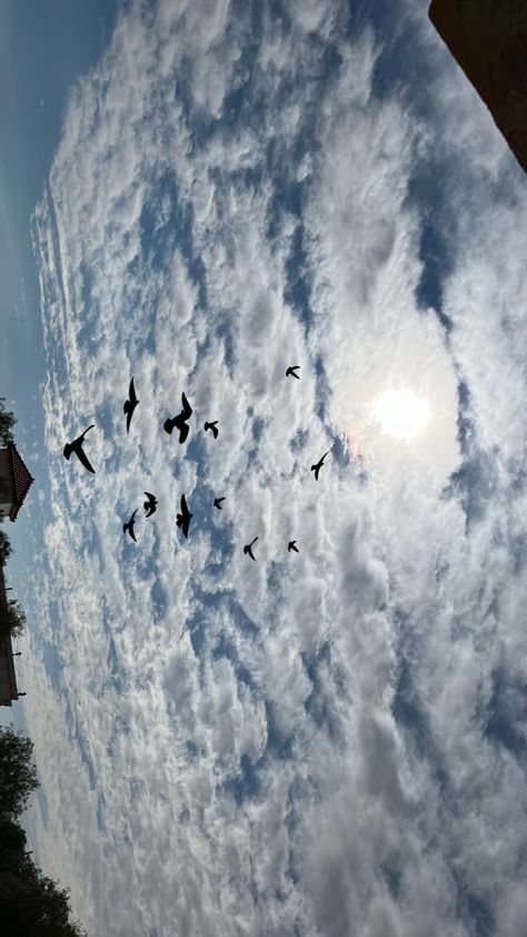 #sky #afternoon #birds Afternoon Sky Aesthetic, Cloudy Sky Aesthetic, Afternoon Sky, Birds In The Sky, Bird Wallpaper, Bird Pictures, Sky Aesthetic, Bird Watching, The Sky