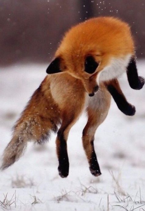 Fox Jumping, Owl Hoodie, Clever Animals, Fox Pictures, Foxes Photography, Dog Family, Pet Fox, Fascinating Facts, Cute Animals Images