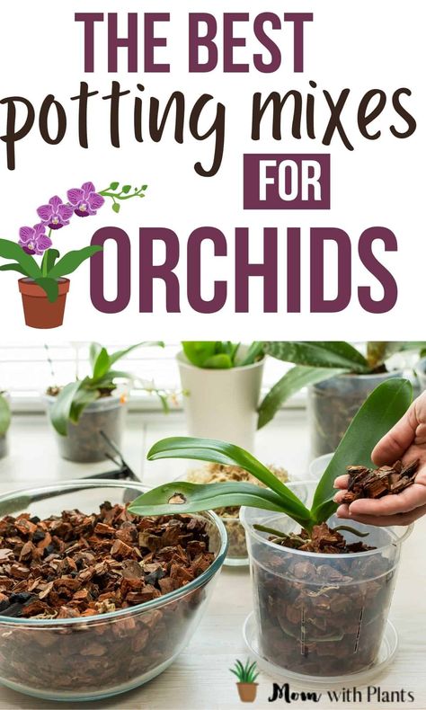 Caring For Orchids, Orchid Soil, Orchid Potting Mix, Repotting Orchids, Indoor Orchids, Orchid Pots, Orchid Plant Care, Blooming Orchid, Orchid Roots