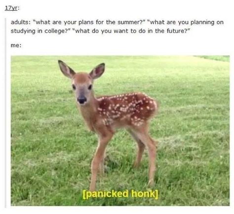 Cute Cottagecore, Funny Thoughts, Funny Tumblr Posts, Oh Deer, Baby Deer, Tumblr Funny, Tumblr Posts, Funny Cute, Trending Memes