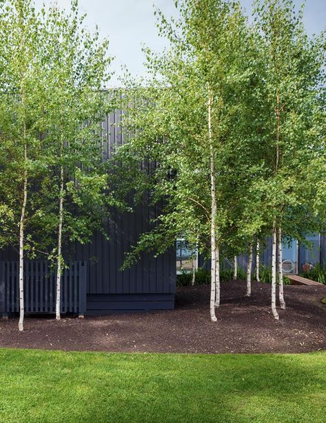 Silver birch // Located on Victoria's Mornington Peninsula, this coastal country inspired garden is full of zen, packed with Australian natives and manicured hedges. Front Yard Ideas Landscaping, Landscape Design Front Yard, Birch Trees Garden, Manicured Garden, Front Yard Landscape Design, Ideas Landscaping Front Yard, Front Yard Ideas, Hampton Garden, Birch Trees Landscaping