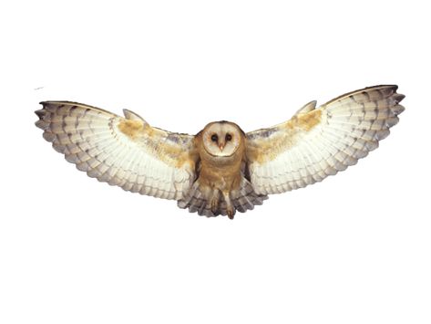 Owl Flying, Flying Owl, Owl Png, Owl Tattoo, Renewable Energy, The Search, Trees To Plant, Search Engine, Png Images