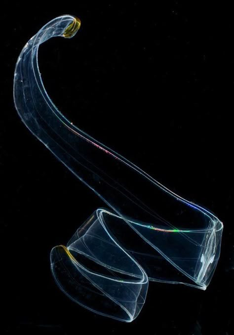 Cestum veneris [Venus Girdle comb jelly] Transparent Sea Creature, Deep Sea Decorations, Translucent Animals, Deep Ocean Photography, Bioluminescent Animals, Comb Jelly, Deep Sea Creature, Deep Sea Life, Deep Sea Fish