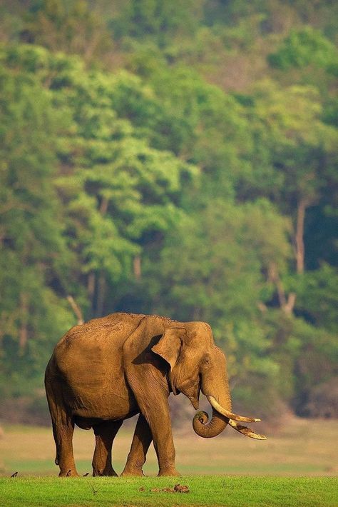 Elephant Photography, Elephants Photos, Asian Elephant, Save The Elephants, Indian Elephant, Unusual Animals, Watercolor Animals, From Instagram, Creature Design