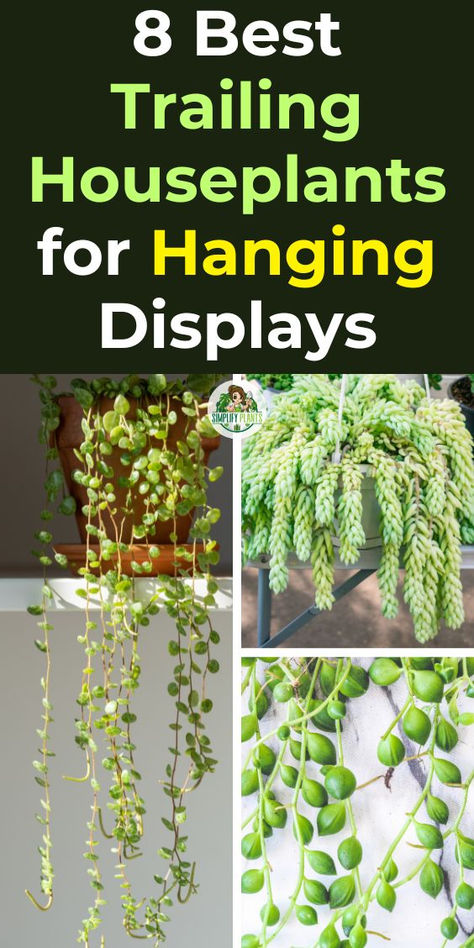 "Discover the 8 Best Trailing Houseplants for Hanging Displays that  elevate your indoor and outdoor spaces! Perfect for your living room or  balcony, these easy indoor trailing plants add a touch of greenery and  style. Explore stunning options that enhance your decor and bring life to  any corner of your home. Ideal for both beginners and seasoned plant  lovers, these trailing plants are a must-have for vibrant, lush  displays!" Cascading House Plants, Indoor Trailing Plants, Trailing Plants Indoor, Hanging Indoor Plants, Plant Window, Hanging Plants Indoor, Living Room Balcony, Trailing Plants, Room Balcony