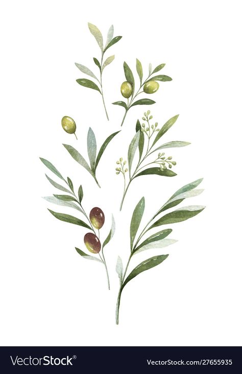 Olive Tattoo, Olive Branch Tattoo, Olive Plant, Watercolor Vector, Branch Tattoo, Branch Vector, Olive Branches, Watercolor Bouquet, Desenho Tattoo