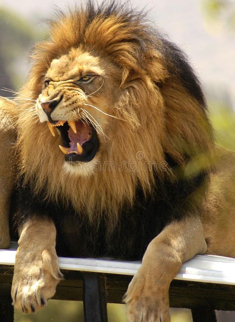 Lion Roaring And Showing His Teeth Stock Image - Image of male, sharp: 17223641 Lion Roaring, Animal Anime, Lion Photography, Lions Photos, King Lion, Lion Love, Roaring Lion, Lion Painting, Lion Images