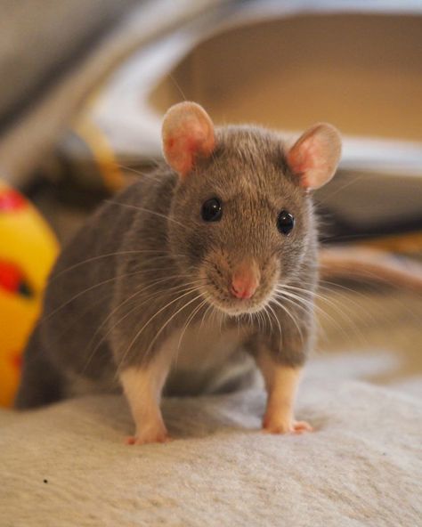 Time To Take In The Weekly Dose Of Cute (#83) - I Can Has Cheezburger? Rattus Rattus, Dumbo Rat, Baby Rats, Funny Rats, Fancy Rat, Cute Rats, Pet Rats, Animal Sketches, Hamsters