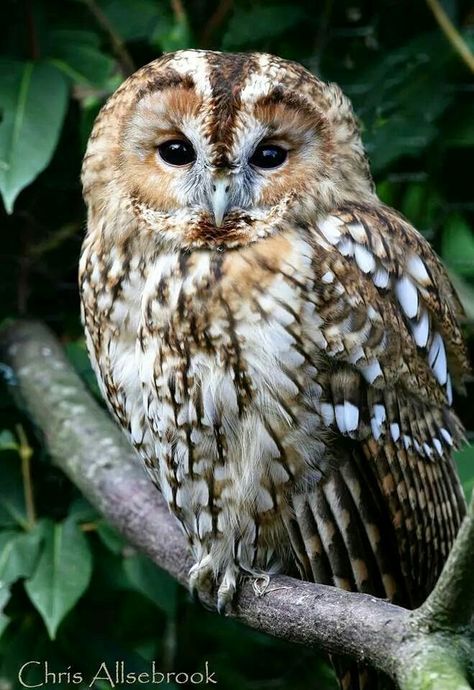 Gorgeous Owl Nocturnal Birds, Owl Photography, Tawny Owl, Wise Old Owl, Barred Owl, Owl Collection, Owl Photos, Owl Pictures, Beautiful Owl