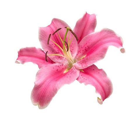 Pink lily flower isolated on white background, clipping path. Included stock images Pink Lily Flower, Flower Icons, Nothing But Flowers, Flower Therapy, Apple Watch Wallpaper, Pink Lily, Lily Flower, Inspiration Ideas, Flower Tattoos