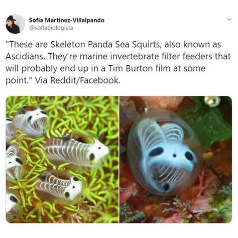 #creature #cutecat #animals #timburton #aesthetic #skeleton #red #fish #sea #oceanlife #ocean Skeleton Panda Sea Squirts, Panda Sea Squirts, Sea Squirts, Sea Squirt, Animal Facts, Cat Photography, Photography Instagram, Weird Animals, Cute Creatures